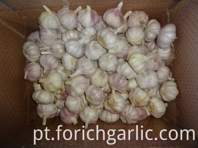 Size 5 0 2019 Normal White Garlic